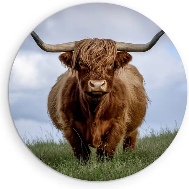 Saammp Forex Muurcirkel - Schotse Hooglander Koe in de wei- Natuur - Dieren - Ø 50 - Wandcirkel - Wanddecoratie Cirkel - Muurdecoratie Woonkamer - Slaapkamer decoratie - Rond Schilderij