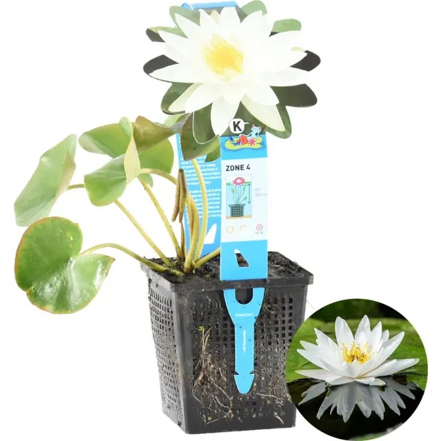 Bloomique Nymphaea Marliacea Albida - Waterlelie - Wit - Vijverplanten - Waterplanten - Winterhard - Hoogte 10-20 cm - Pot 11 cm