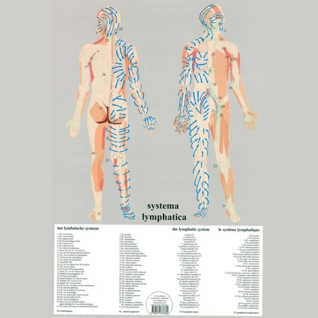 van Baarle Het menselijk lichaam - anatomie poster lymfe (Nederlands, gelamineerd, A2) + ophangsysteem met ophangsysteem