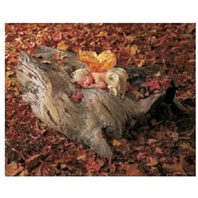Ricordi poster Ricordi Anne Geddes - Woodland Fairy 50 x 40 cm diverse kleuren