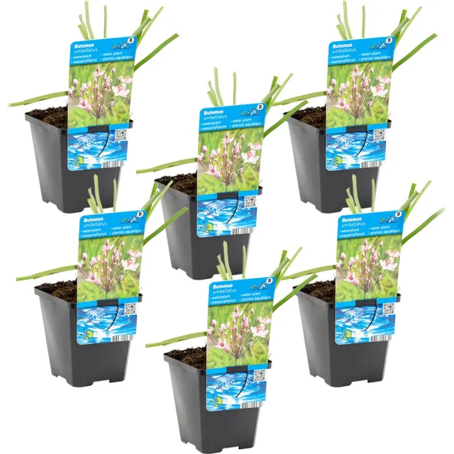 Bloomique Set van 6 - Butomus Umbellatus - Zwanenbloem - Vijverplanten - Winterhard - Hoogte 10-20 cm - Pot 9 cm 6x Kweekpot