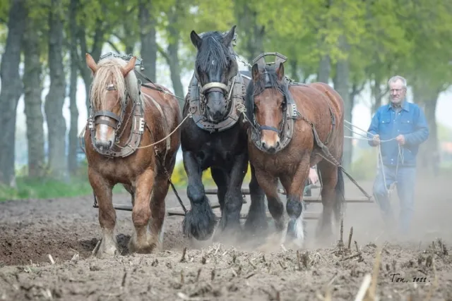 Passion For Art Trekpaarden TW21 - Foto - Ton van der Weerden - Fine Art Print op fotokwaliteit papier - 30 x 40 cm kleur