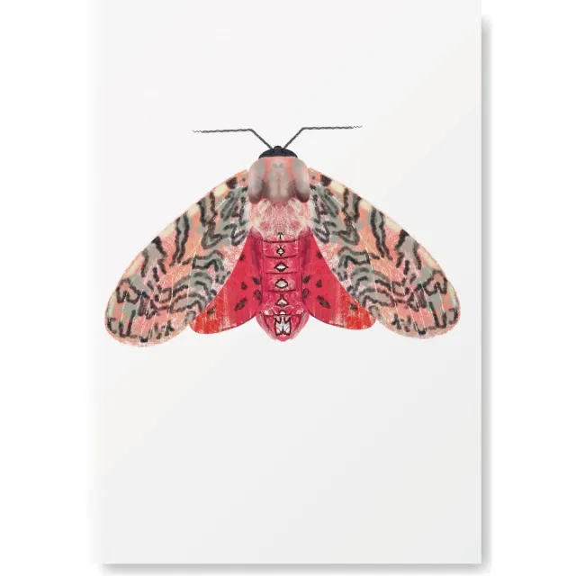 Natuurlijk Angelart Kunst Poster - Dieren - Roze Rode mot - A3 Formaat - insecten print