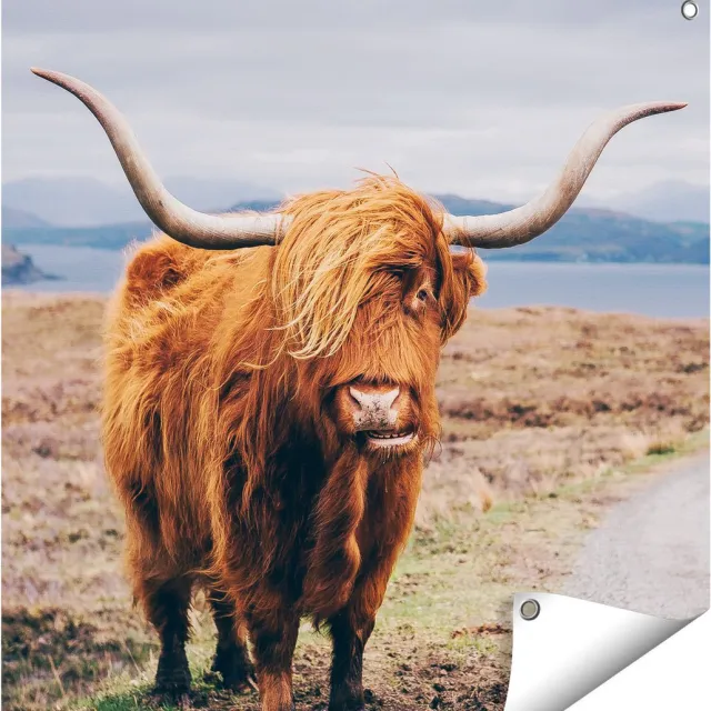 Gards Tuinposter Schotse Hooglander Koe op de Weg - 70x70 cm - Tuindoek - Tuindecoratie - Wanddecoratie buiten - Tuinschilderij Multikleur