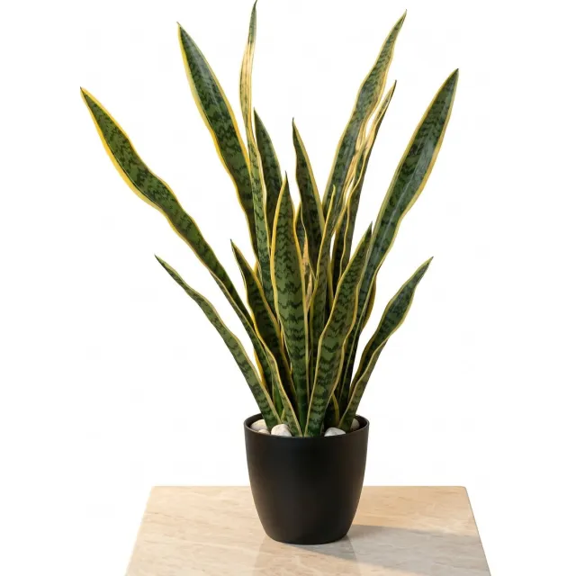Cheqo Kunstplant Sansevieria - Vrouwentong - Sanseveria - Nepplant - Nep Sansevieria - Kunst Vrouwentong - voor Binnen - Woestijnplant - Kamerplant - Decoratie - Kantoorplant - Sfeerplant Groen