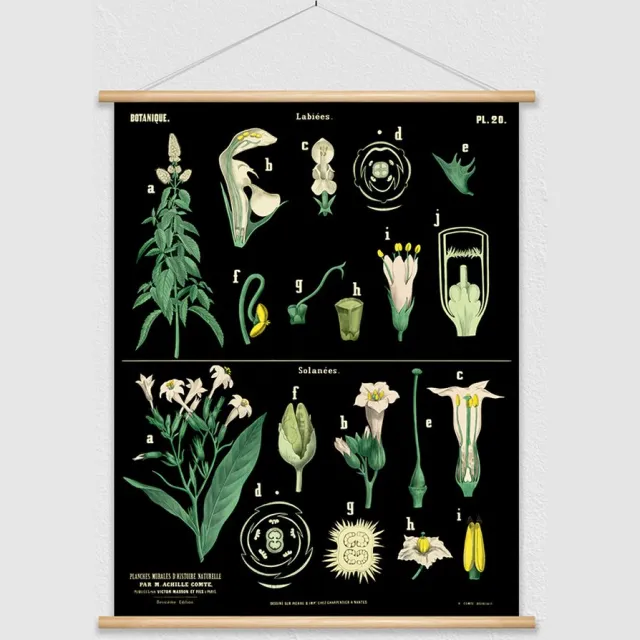 wallchart unlimited Heruitgave van vintage antieke Franse schoolplaat - Munt en aardappel zwart, groen, geel, rood