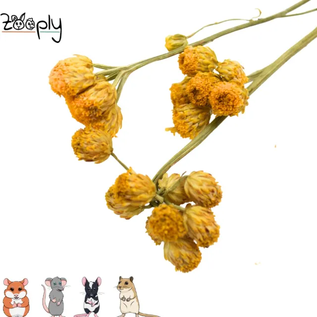 Zooply Gele Ageratum - 70 gram - in koker