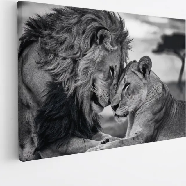 Saammp Canvas Schilderij - 2 Leeuwen - Liefdevol - Natuur - Dieren - 50x40 - Foto op canvas - Wanddecoratie - Muurdecoratie Woonkamer - Slaapkamer decoratie - Canvas Print Multicolor