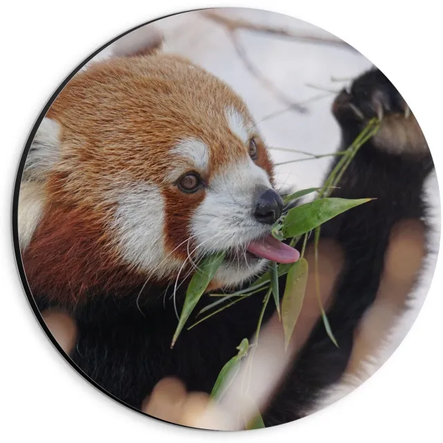 KuijsFotoprint Dibond Wandcirkel - Etende Rode Panda - 20x20cm Foto op Aluminium Wandcirkel (met ophangsysteem) Rood