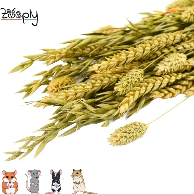 Zooply Weidegras boeket - 100 gram - in koker