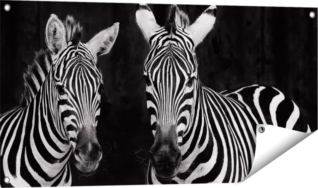 Gards Tuinposter Twee Zebra's - Zwart Wit - 100x50 cm - Tuindoek - Tuindecoratie - Wanddecoratie buiten - Tuinschilderij Multikleur