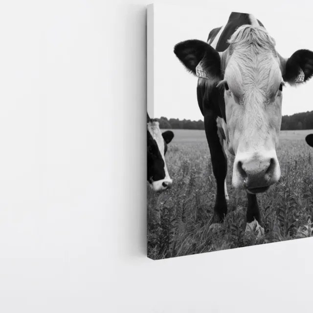 Saammp Canvas Schilderij - 3 Koeien in de wei - Natuur - Dieren - 40x40 - Foto op canvas - Wanddecoratie - Muurdecoratie Woonkamer - Slaapkamer decoratie - Canvas Print Multicolor