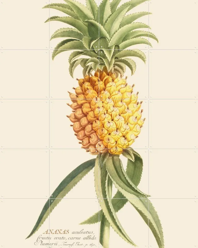 IXXI Ananas 2, Aster Edition - 80 x 100 cm - Grote wanddecoratie en posters - Decoratieve kunsten, Illustraties, Klassiek, Vintage, Naturalisme Lichte tinten / Geel