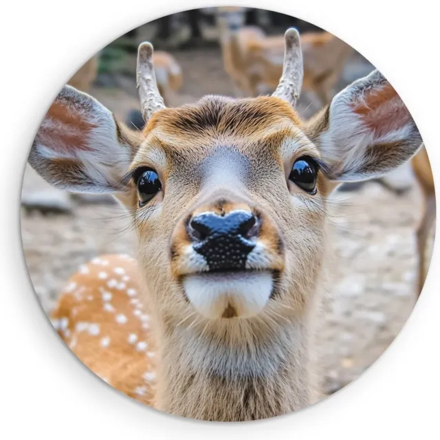 Saammp Forex Muurcirkel - jong hert met andere herten - Natuur - Dieren - Ø 30 - Wandcirkel - Wanddecoratie Cirkel - Muurdecoratie Woonkamer - Slaapkamer decoratie - Rond Schilderij