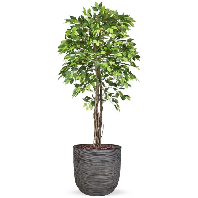 HTT Decorations Kunstplant Ficus groen in planter ball Rib antraciet H200 cm