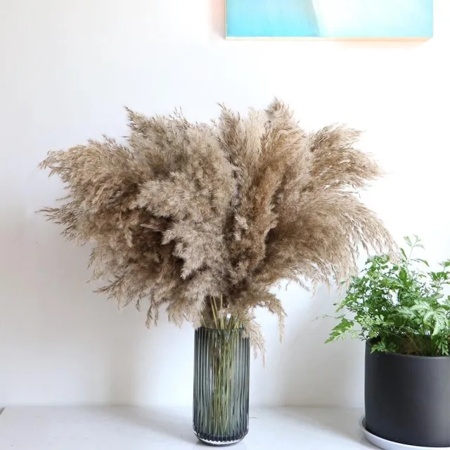 Ultimo Paso Pampas pluimen | 15 stuks | Pampasgras | Droogbloemen | 100cm | Boeket decoratie pluimen | Luxury Living | Rietpluimen Naturel