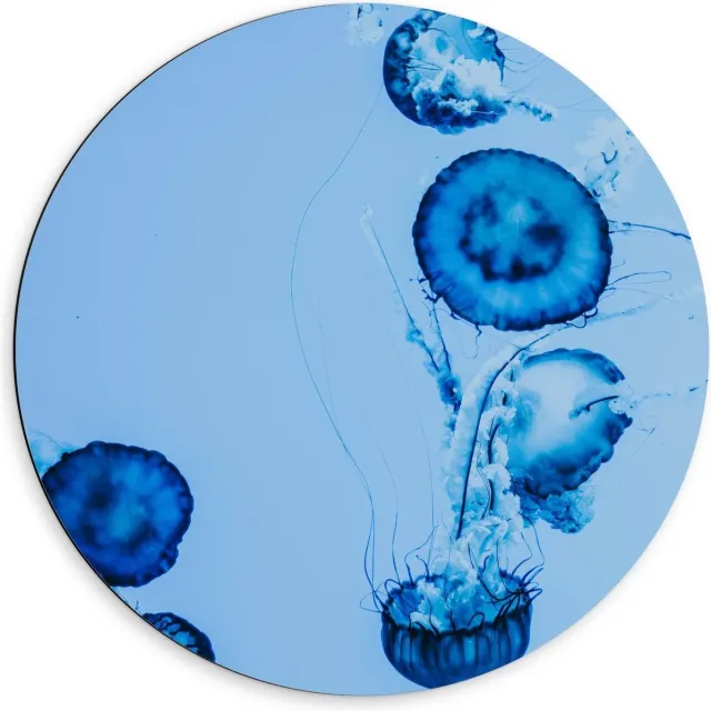 KuijsFotoprint Dibond Wandcirkel - Blauwe Kwallen in het Water - 60x60cm Foto op Aluminium Wandcirkel (met ophangsysteem)