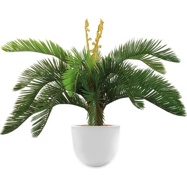 HTT Decorations HTT - Kunstplant Cycas in Eggy wit H70 cm