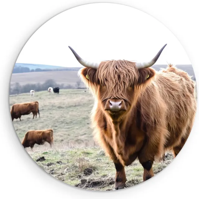 Saammp Muurcirkel Hout Schotse Hooglander Koe in het bevroren gras - Dieren - Natuur - Ø 60 - Wandcirkel - Wanddecoratie Cirkel - muurdecoratie Woonkamer - Slaapkamer decoratie - Rond Schilderij