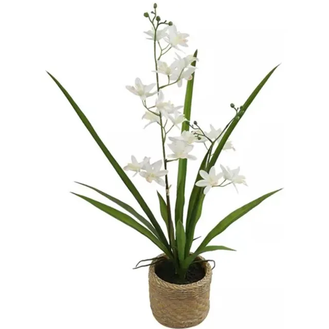 Countryfield Phalaenopsis i/pot l34b34h54 wit Bruin