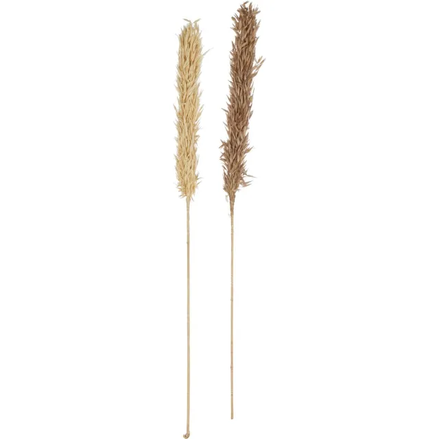 J-Line droogbloemen Oogst 2 Stukken - rotin/pluim - naturel