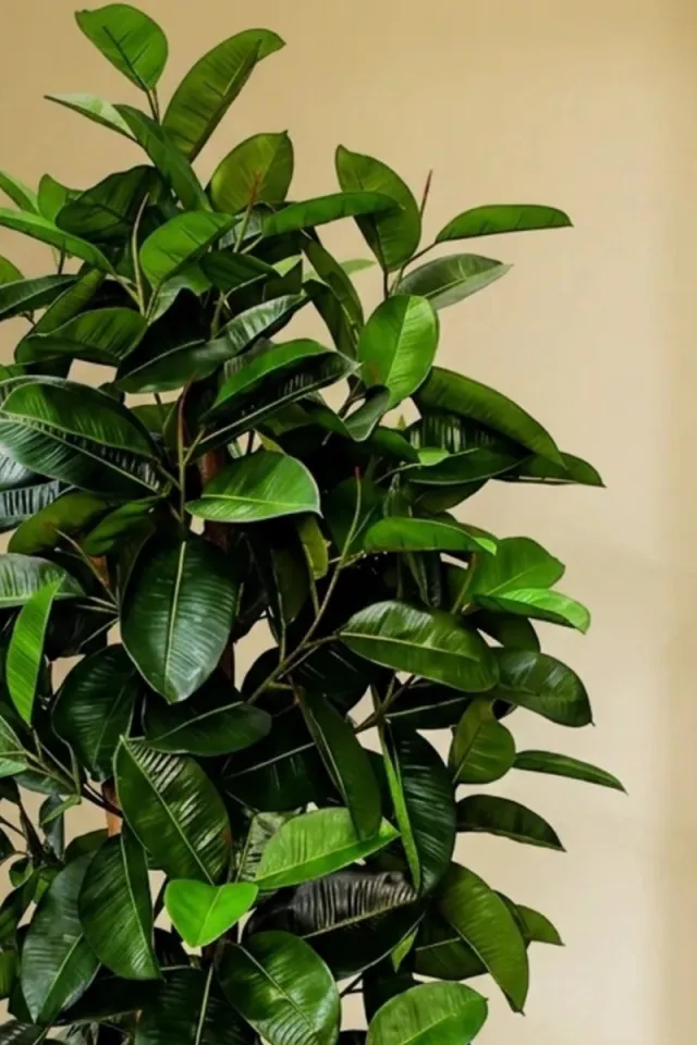 PrettyPlants Ficus Kunstplant Elastica 180cm groen
