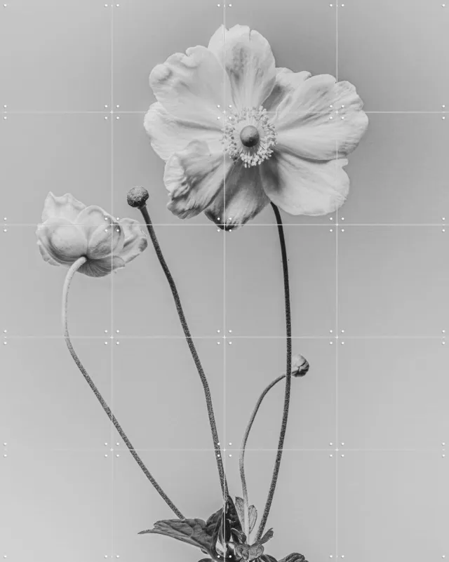 IXXI White Anamoon, Sander van Laar - 80 x 100 cm - Grote wanddecoratie en posters - Fotografie, Woonkamer, Slaapkamer, Natuur, Bloemen, Botanisch Wit / Zwart en wit / Monochroom