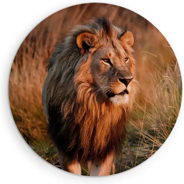 Saammp Muurcirkel Hout - Leeuw Tussen Het Hoge Gras - Dieren - Natuur - Ø 70 - Wandcirkel - Wanddecoratie Cirkel - Muurdecoratie Woonkamer - Slaapkamer decoratie - Rond Schilderij