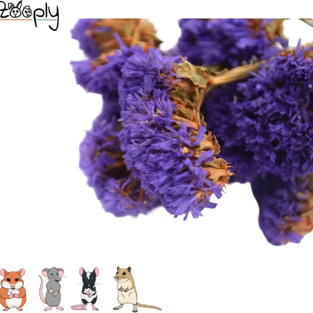 Zooply Strandlavendel - Donker Violet - 70 gram - in koker