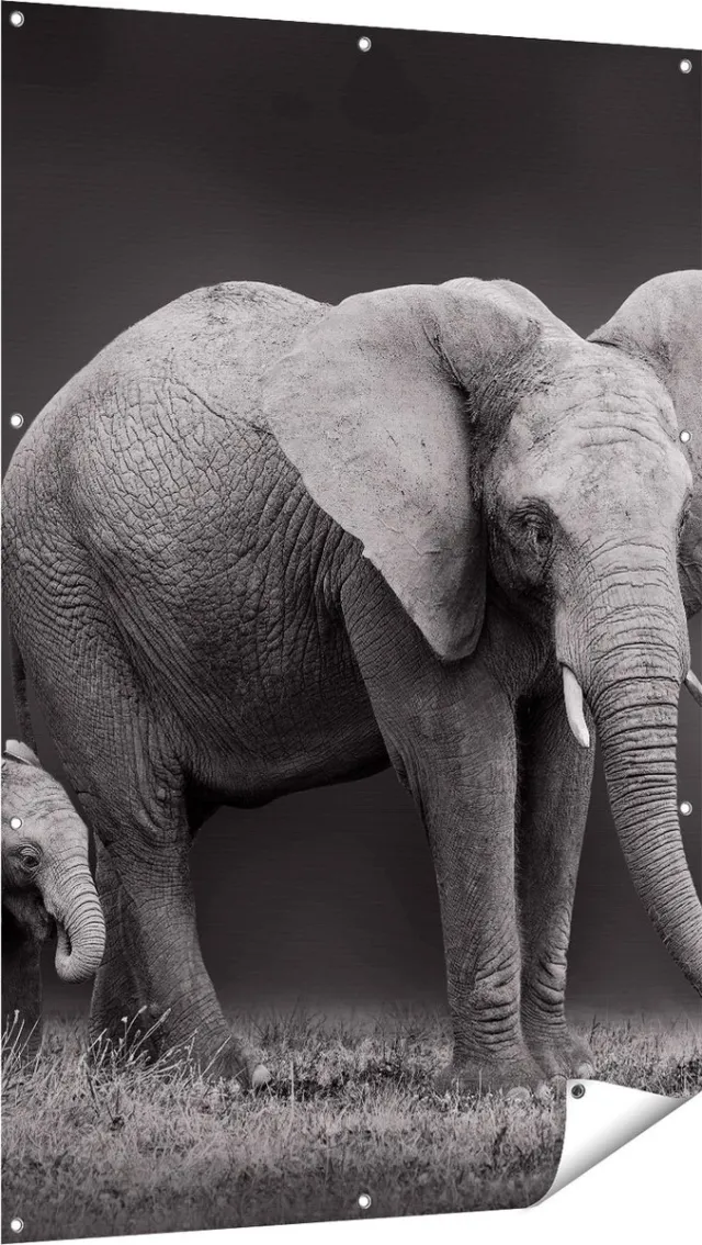 Gards Tuinposter Olifant Moeder en Zoon - Zwart Wit - 100x150 cm - Tuindoek - Tuindecoratie - Wanddecoratie buiten - Tuinschilderij Multikleur