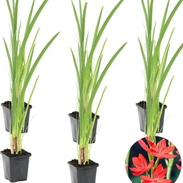 Bloomique Set van 6 - Schizostylis Coccinea - Rode Kafferlelie - Moerasgladiool - Vijverplanten - Waterplanten - Winterhard - Hoogte 10-20 cm - Pot 9 cm 6x Coccinea