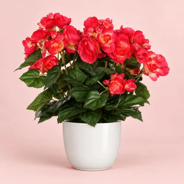 Mica Decorations Kunstplant - Begonia - roze - H25 cm - in bloempot wit - keramiek - complete set van pot en plant - decoratie stuk