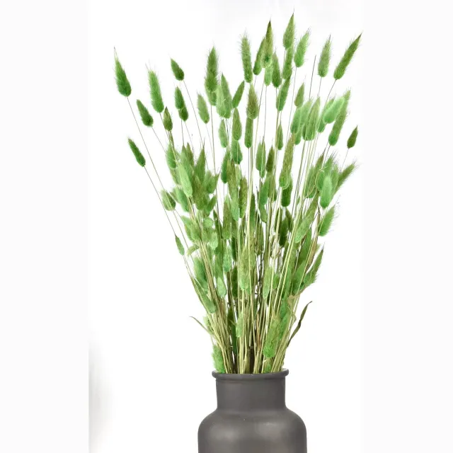 Natuurlijk Bloemen Droogbloemen Lagurus - Hazenstaartje - Groen - 60-70 cm - Natuurlijk Bloemen