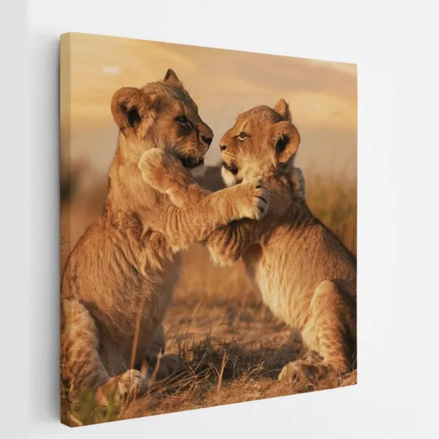 Saammp Canvas Schilderij - 2 Leeuwen welpen aan het spelen - Dieren - Natuur - 40x40 - Foto op canvas - Wanddecoratie - Muurdecoratie Woonkamer - Slaapkamer decoratie - Canvas Print Multicolor