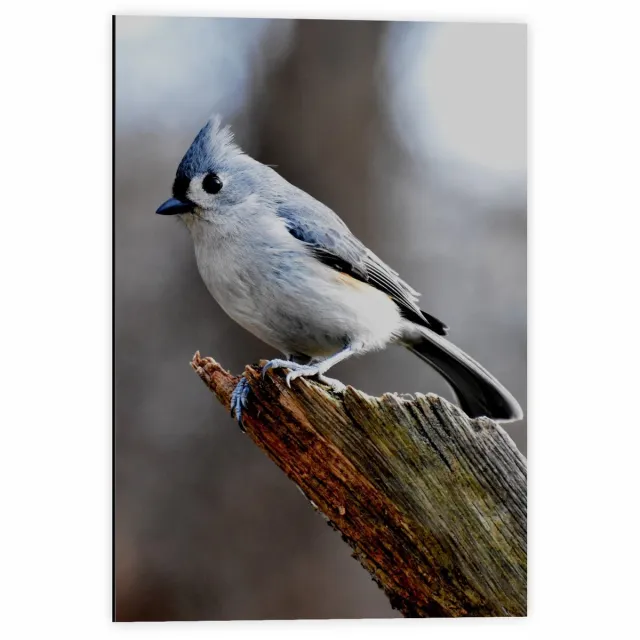 KuijsFotoprint Dibond - Vogeltje op Tak van Boom - 40x60cm Foto op Aluminium (Wanddecoratie van metaal) Blauw