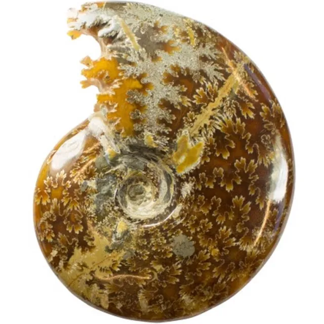 twintes Mooie gepolijste Ammoniet (fossiel) 337 gram multi