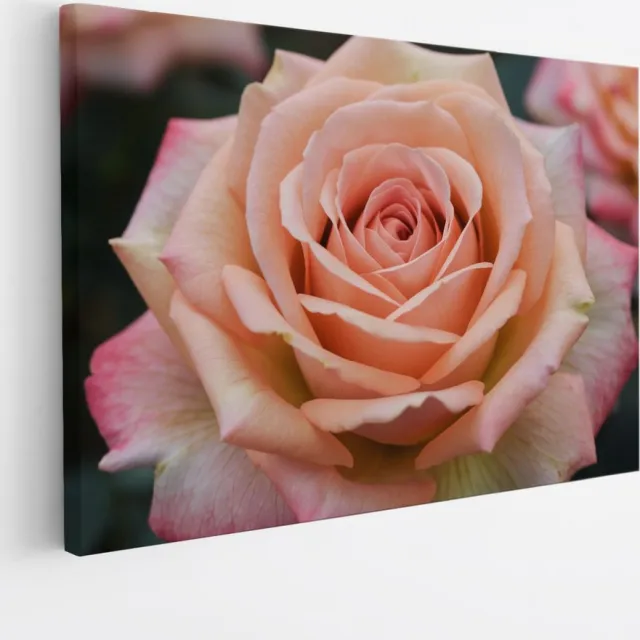Saammp Canvas Schilderij - Roze Roos - Bloemen - Abstract - 120x80 - Foto op canvas - Wanddecoratie - Muurdecoratie Woonkamer - Kantoor Decoratie Multicolor