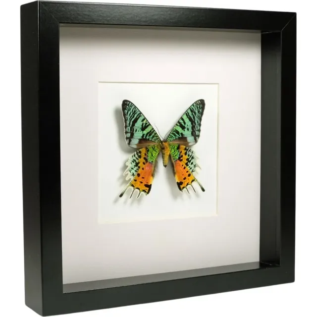 DeMuseumwinkel.com Opgezette Vlinder in Zwarte Lijst 25x25 cm - Urania Ripheus