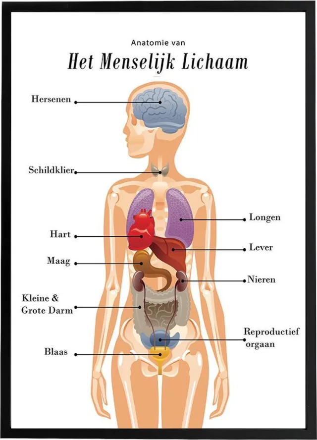 Esque Poster - Anatomie van het menselijk lichaam - Schoolplaat - 50x70 cm wit, geel, rood, paars