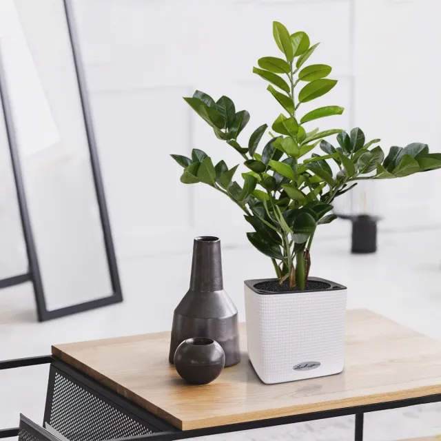 Maxifleur Zamioculcas kunstplant 55cm Groen