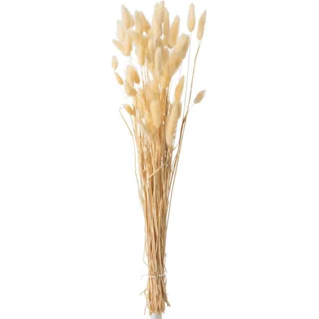 J-Line droogbloemen - Bundel Pluim Hazenstaart Gedroogd - riet - beige - small Naturel