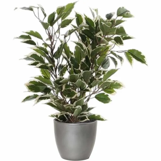 Mica Decorations Ficus kunstplant - groen/wit - 40 cm - met plantenpot - zilver - keramiek - D13.5 en H12.5 cm