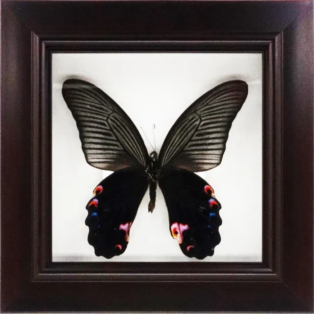 Apeirom Decoratief opgezette vlinder in donkerbruine 3D lijst. Goldfish Tail, zwart, roze blauw.