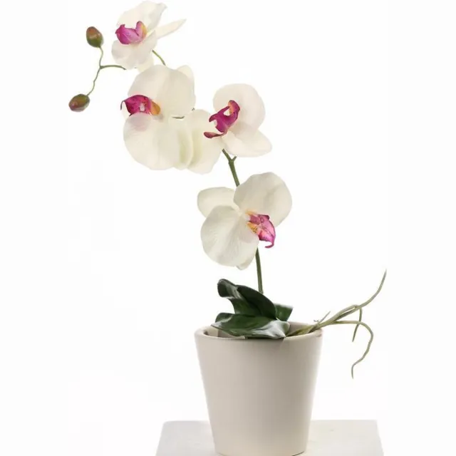 wonenencadeau.nl Phalaenopsis x 4 Flrs, 2 Buds, 3 Lvs & Roots, 44cm wit