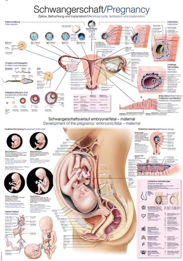 Erler-Zimmer Het menselijk lichaam - anatomie poster zwangerschap (Duits/Engels/Latijn, kunststof-folie, 70x100 cm)
