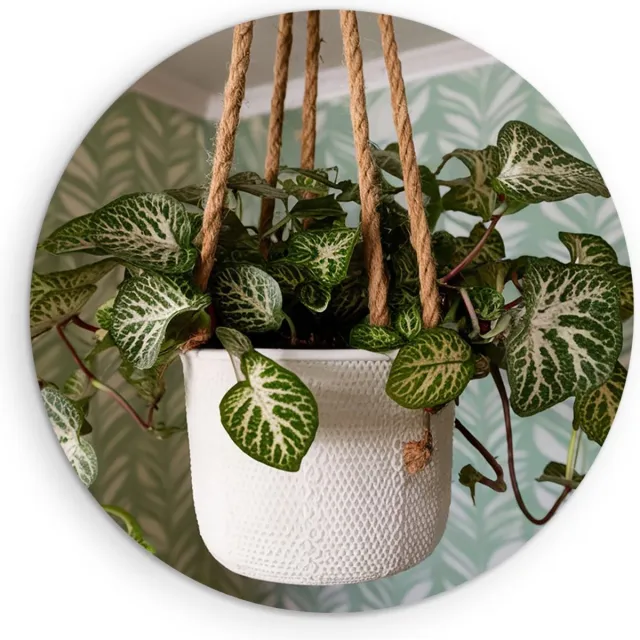 Saammp Muurcirkel Hout - Hangende Kamerplant - Natuur - Abstract - Ø 70 - Wandcirkel - Wanddecoratie Cirkel - Muurdecoratie Woonkamer - Kantoor Decoratie