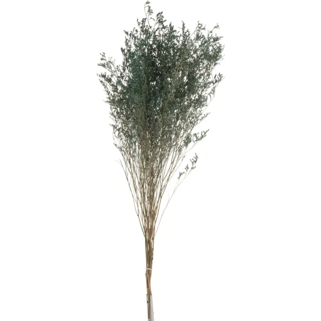 J-Line droogbloemen - Bundel Lamsoor - grijsblauw - 12 stuks Groen