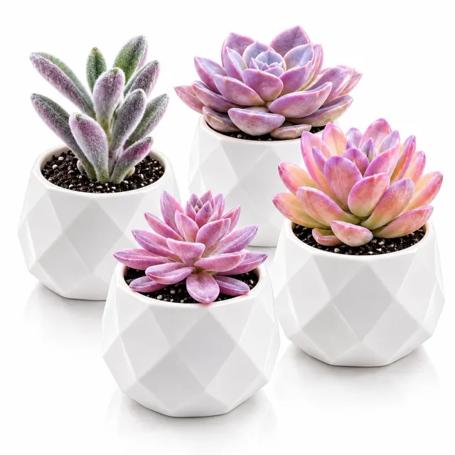 BOTC Kunstplanten in Pot - Set van 4 Kleine Kunstplanten - Kunstmatige Succulenten & Vetplanten - Decoratie voor Woonkamer, Slaapkamer & Bureau Paars