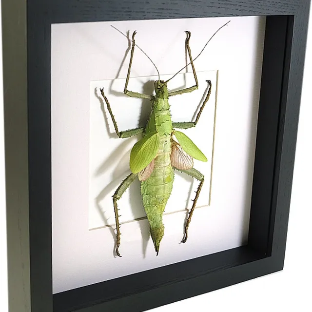 Vlinders in Lijst Opgezette wandelende tak insect in zwarte lijst - Heteropteryx dilatata