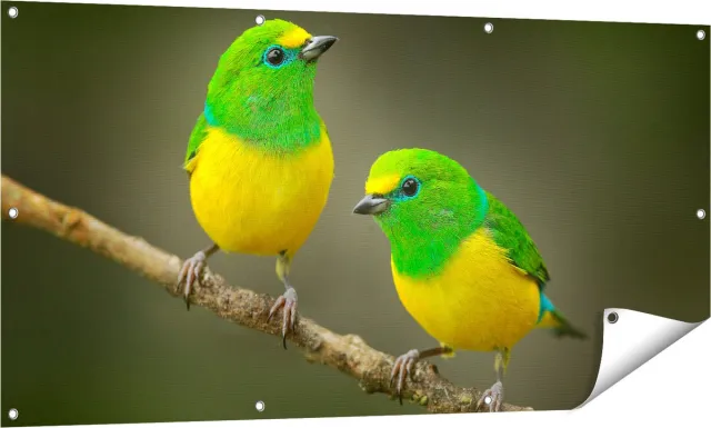 Gards Tuinposter Twee Groen Gele Zangvogels op een Tak - 140x70 cm - Tuindoek - Tuindecoratie - Wanddecoratie buiten - Tuinschilderij Multikleur